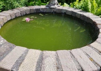 Zweefalgen afbeeldingen